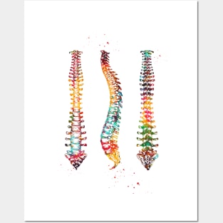 Human Spine Posters and Art